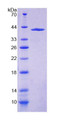 Figure 1. SDS-PAGE