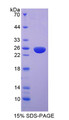 Figure 1. SDS-PAGE