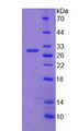 Figure 2. SDS-PAGE