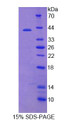 Figure 1. SDS-PAGE