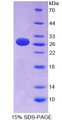 Figure 1. SDS-PAGE