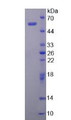 Figure 2. SDS-PAGE