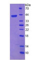 Figure 2. SDS-PAGE