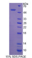 Figure 1. SDS-PAGE