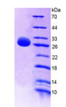 Figure 2. SDS-PAGE