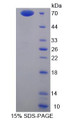 Figure 1. SDS-PAGE