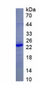 Figure 1. SDS-PAGE