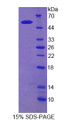 Figure 1. SDS-PAGE