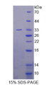 Figure 1. SDS-PAGE