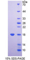 Figure 1. SDS-PAGE