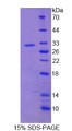 Figure 1. SDS-PAGE