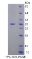 Figure 1. SDS-PAGE