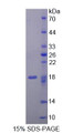 Figure 1. SDS-PAGE