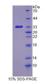 Figure 1. SDS-PAGE