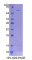 Figure 1. SDS-PAGE