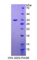 Figure 1. SDS-PAGE