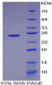 Figure 1. SDS-PAGE