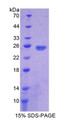 Figure 1. SDS-PAGE