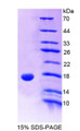 Figure 1. SDS-PAGE