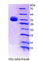 Figure 1. SDS-PAGE