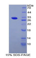 Figure 1. SDS-PAGE