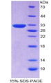 Figure 3. SDS-PAGE