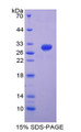 Figure 1. SDS-PAGE