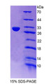 Figure 1. SDS-PAGE