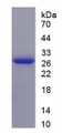 Figure 1. SDS-PAGE