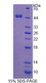 Figure 1. SDS-PAGE