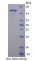 Figure 1. SDS-PAGE