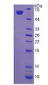 Figure 2. SDS-PAGE