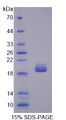 Figure 1. SDS-PAGE