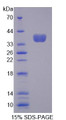 Figure 1. SDS-PAGE