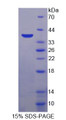 Figure 1. SDS-PAGE