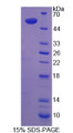 Figure 1. SDS-PAGE