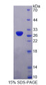 Figure 1. SDS-PAGE