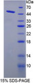 Figure 1. SDS-PAGE