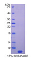 Figure 1. SDS-PAGE