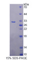 Figure 1. SDS-PAGE