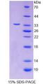 Figure 1. SDS-PAGE