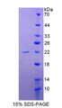 Figure 1. SDS-PAGE