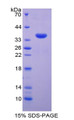 Figure 1. SDS-PAGE