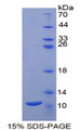 Figure 1. SDS-PAGE