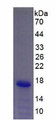 Figure 3. SDS-PAGE