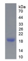 Figure 1. SDS-PAGE