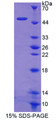 Figure 1. SDS-PAGE