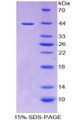 Figure 1. SDS-PAGE