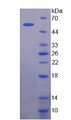 Figure 2. SDS-PAGE