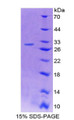 Figure 1. SDS-PAGE